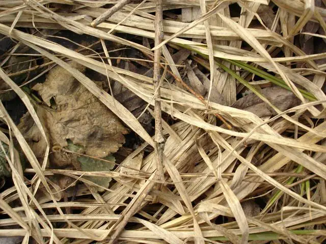 Dry Grass In Mud