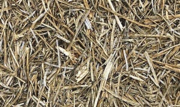 Dry Grass