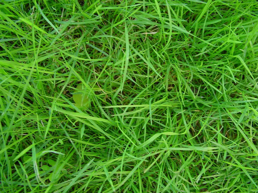 Fresh Grass Texture