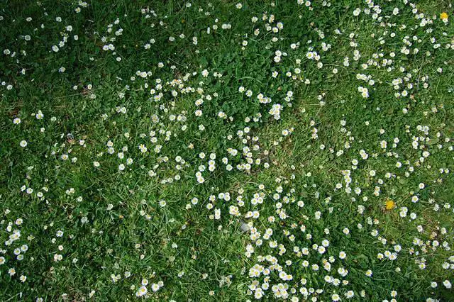 Grass And Daisies