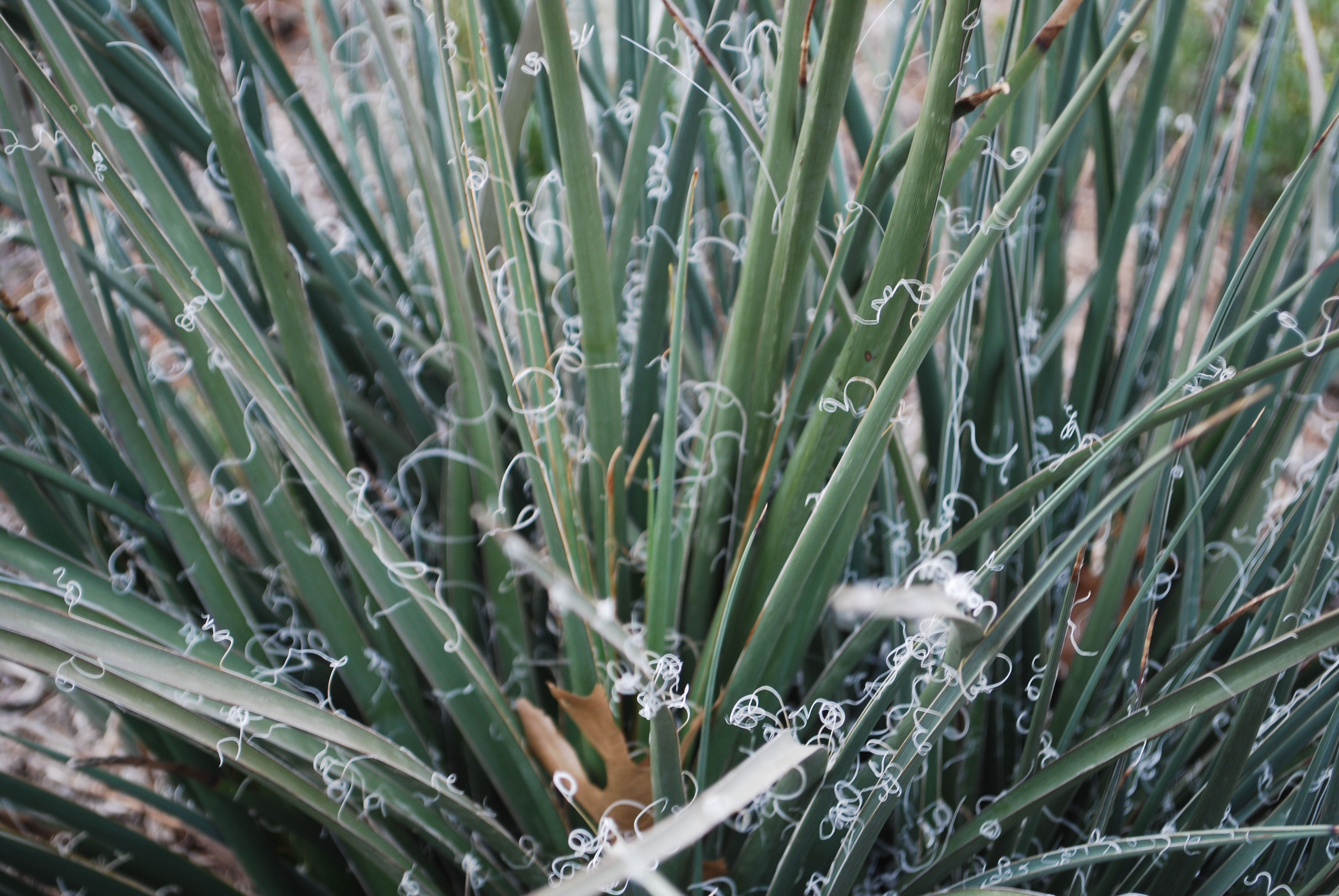 Grass Close Up