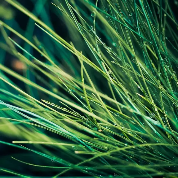 Grass With Morning Dew