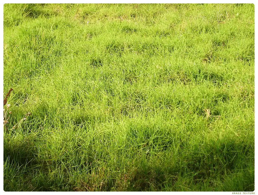 Grassland