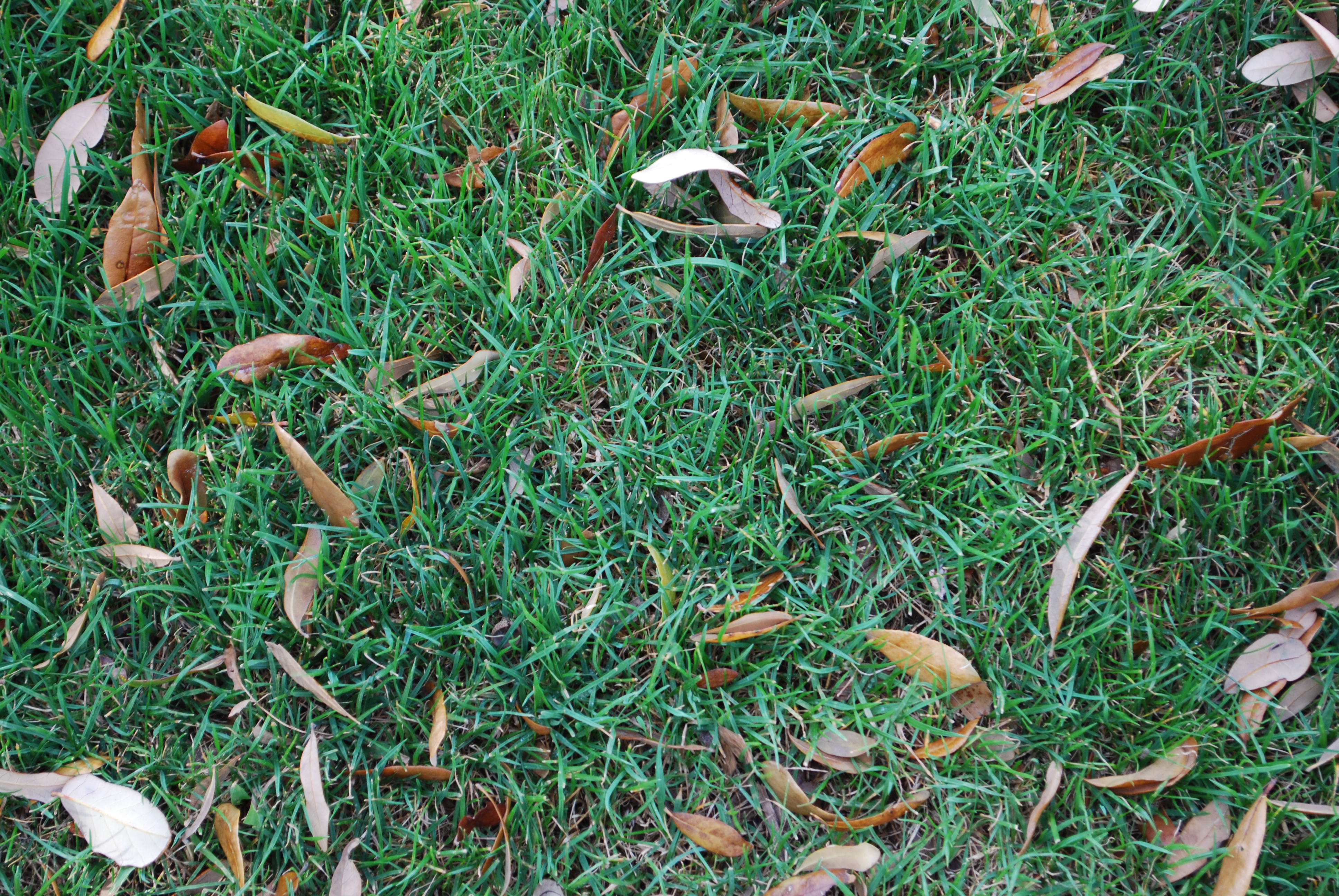 Green Grass Dry Leaves Texture