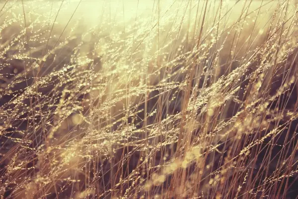 Lovely Golden Grass