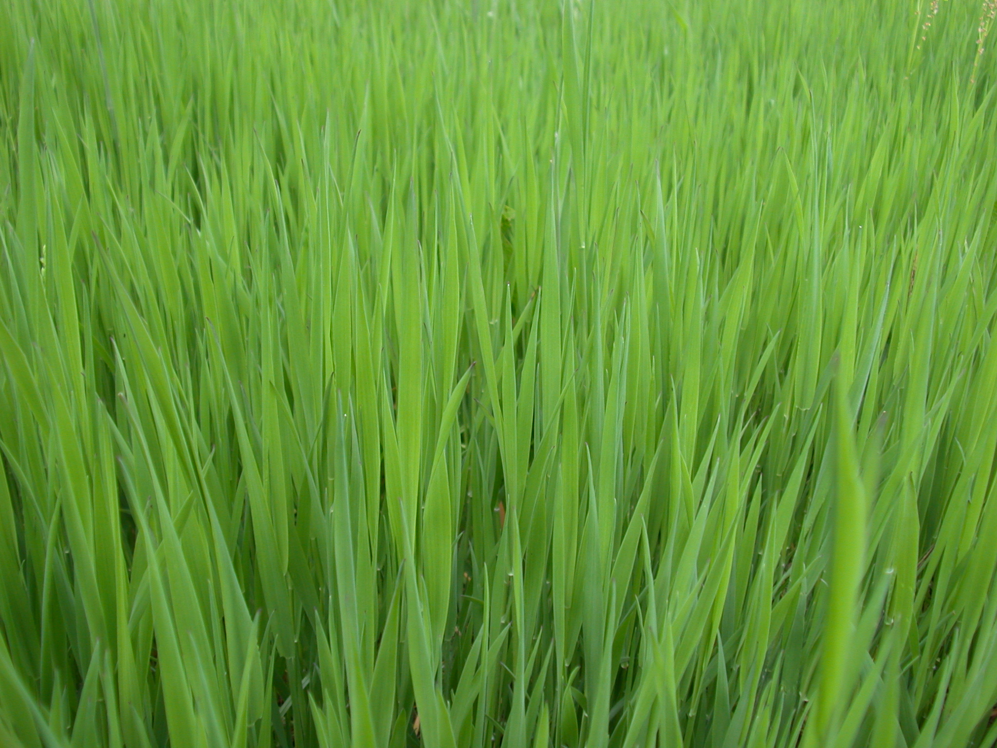 Lush Green Grass Texture