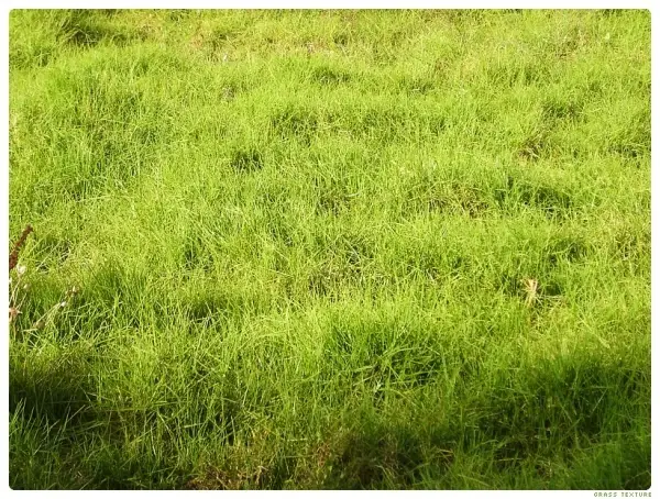 Soft Grass Texture