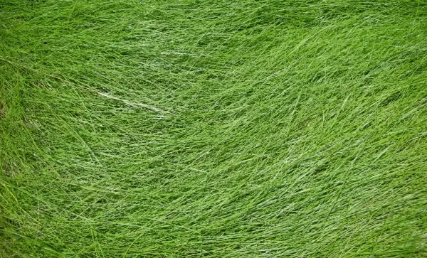 Wavy Grass