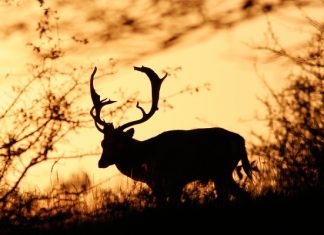 20 Beautiful Pictures of Deer