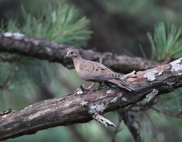 Dove On Branch