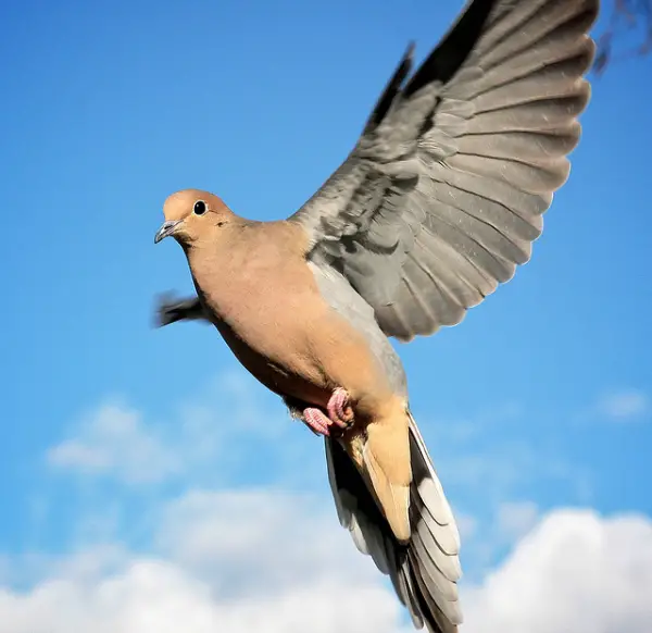 High Flying Dove
