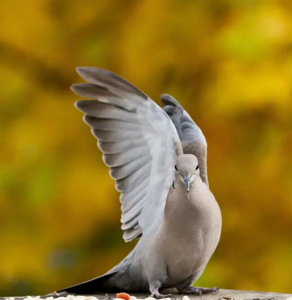 Pretty Dove