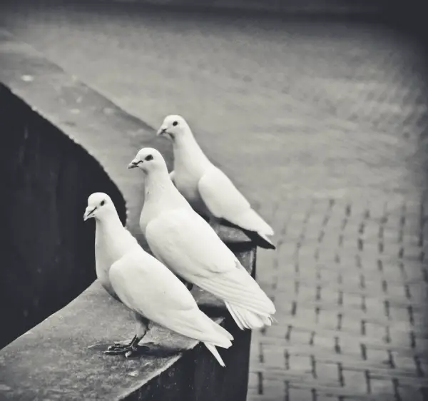Three White Doves