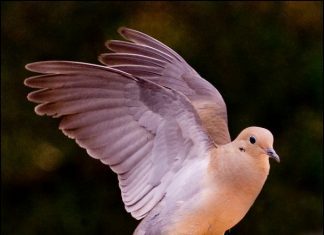 20 Beautiful Pictures of Doves