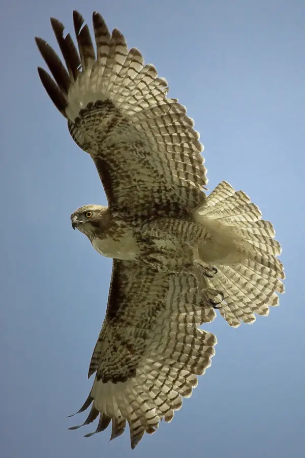 Beautiful Hawk Feathers