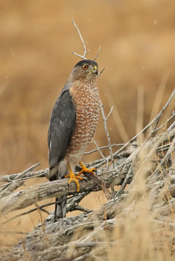 Cooper's Hawk