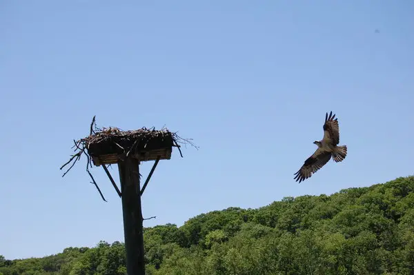 Flying Hawk