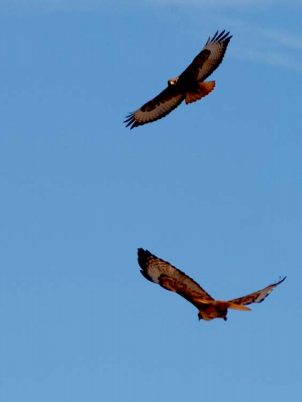 Hawks Flying