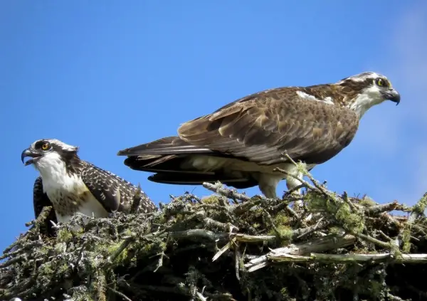 Hawks In The Nest