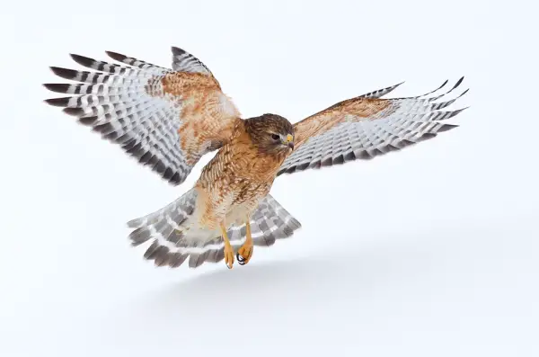 Hunting Hawk