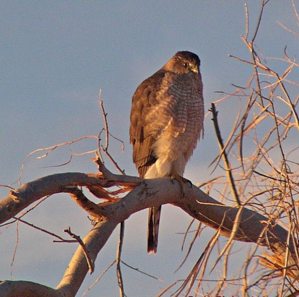 Inquisitive Hawk