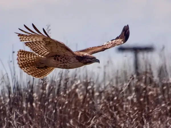 Landing Hawk