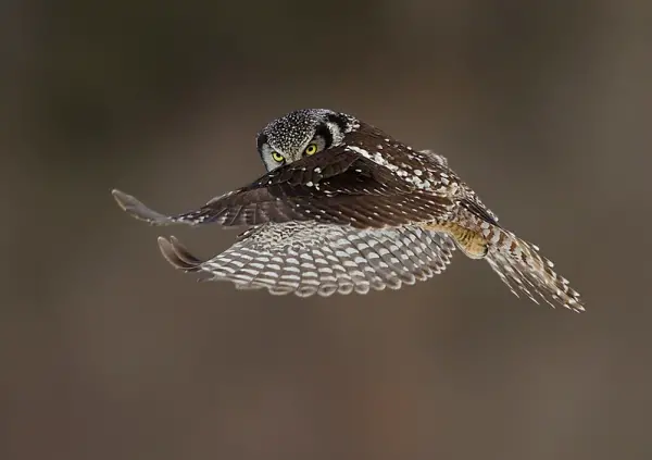 Northen Hawk Owl