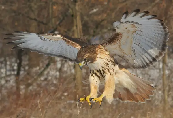 Red Tailed Hawk