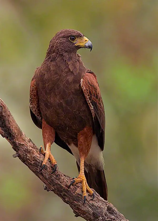 Red Wild Hawk