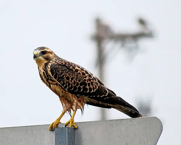 Resting Hawk