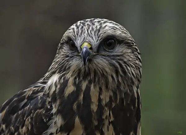 Rough Legged Hawk