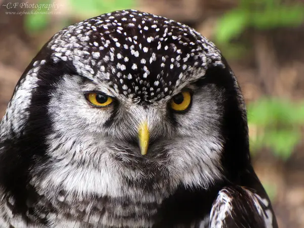 Sitting Hawk Owl