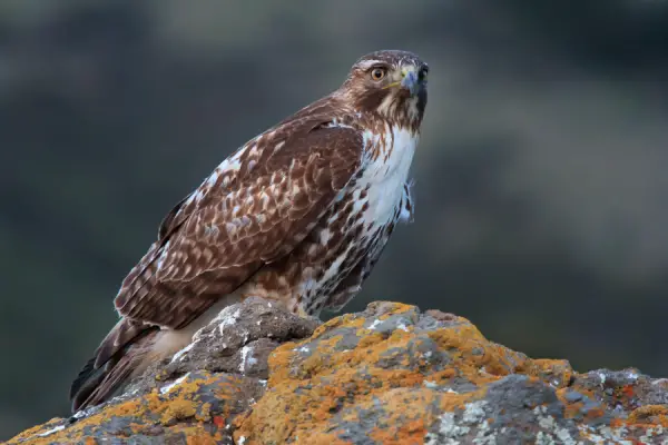 Suspicious Hawk