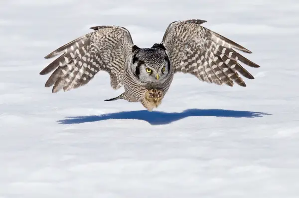 White Hawk Owl