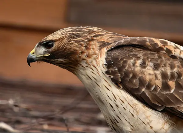 Wild Hawk