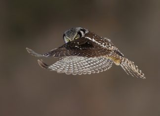20 Marvelous Pictures of Hawks