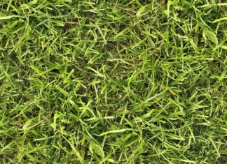 25 Lovely Grass Texture Collection
