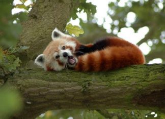 25 Awing Red Panda Pictures
