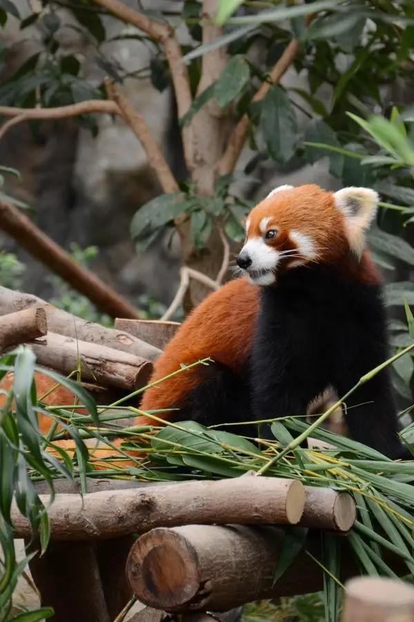 Adolescent Red Panda