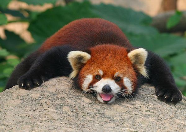 Cool Red Panda
