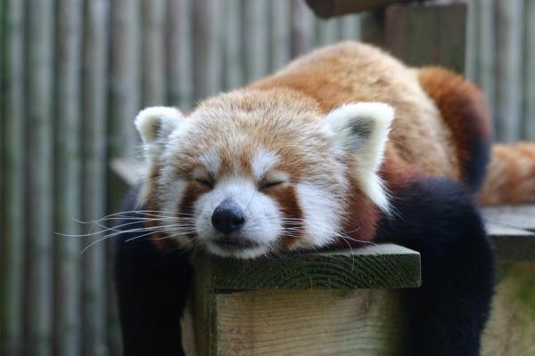Panda Loves Sleeping