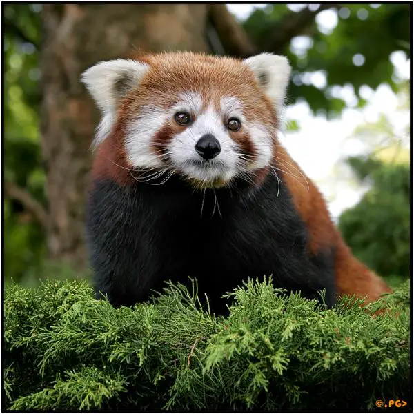 Red Panda Ailurus Fulgens