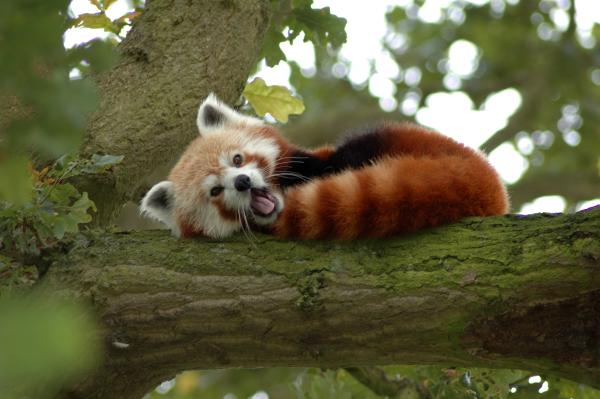 Red Panda On A Tree