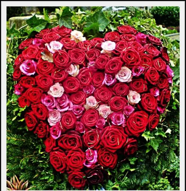 Brilliant Pictures Of Hearts And Roses Examples With Photos Design