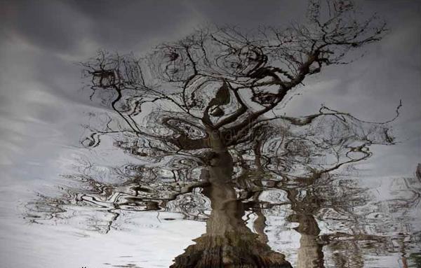 Cypress Illusions