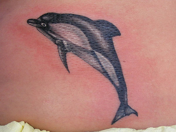 New Dolphin Tattoo