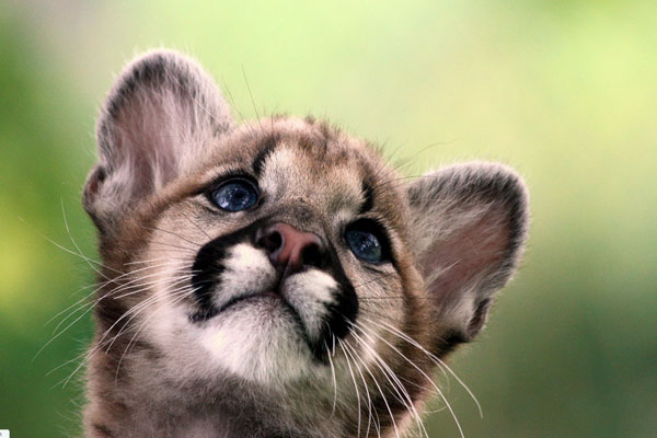 Mountain Lion Baby