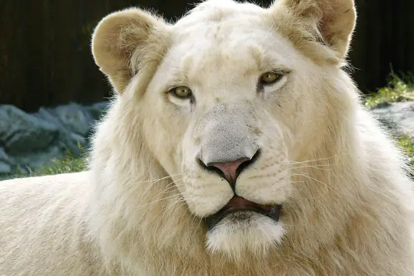 White Lion Apple