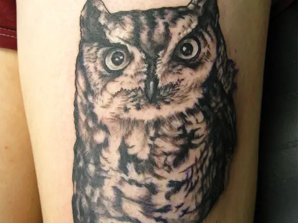 Calf Owl