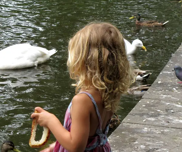 Duck Feeding Time